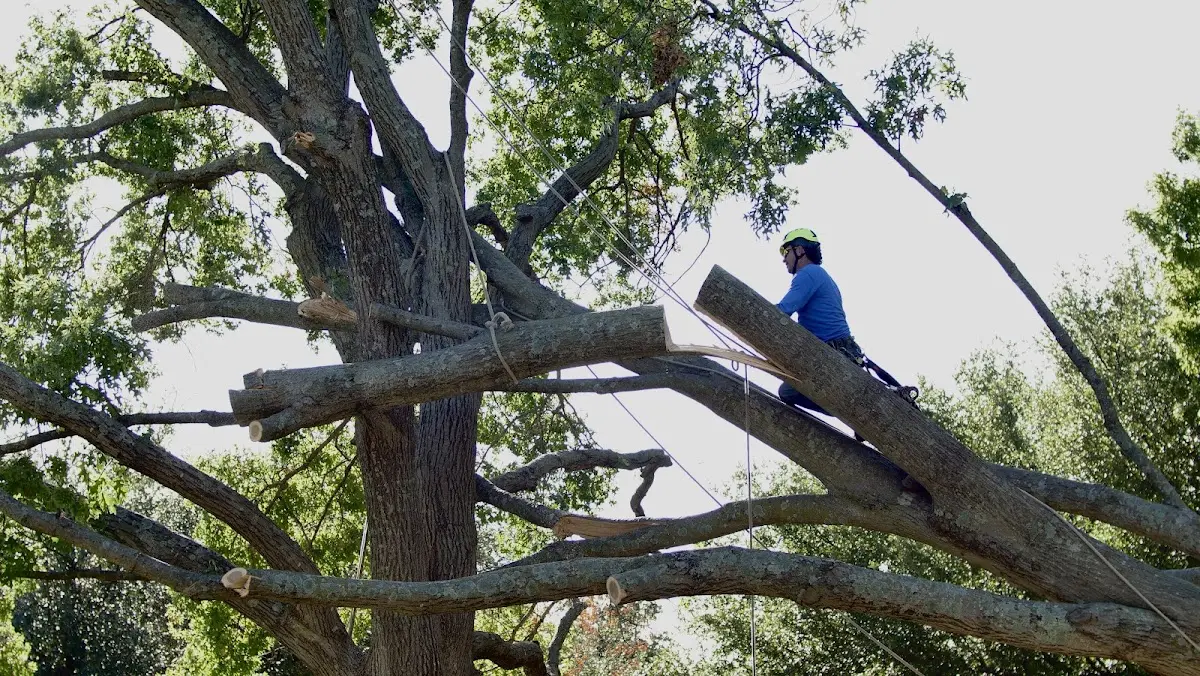 Professional Hazardous Tree Removal performed by certified arborists in Viking