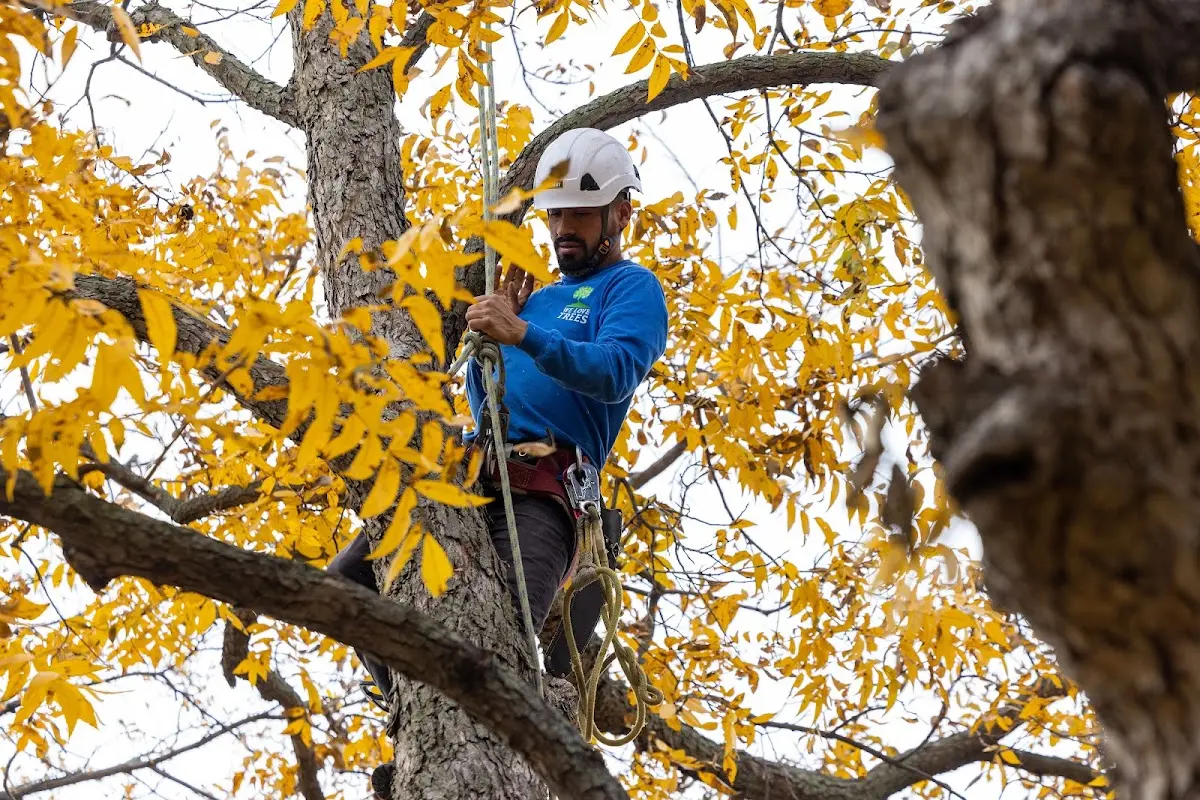 Skilled Tree Disease Treatment crew working in Viking